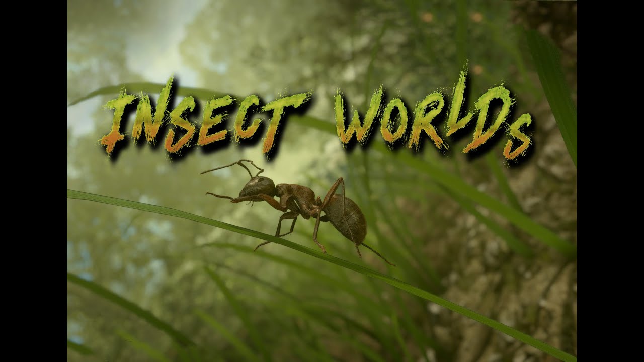 Insect Worlds