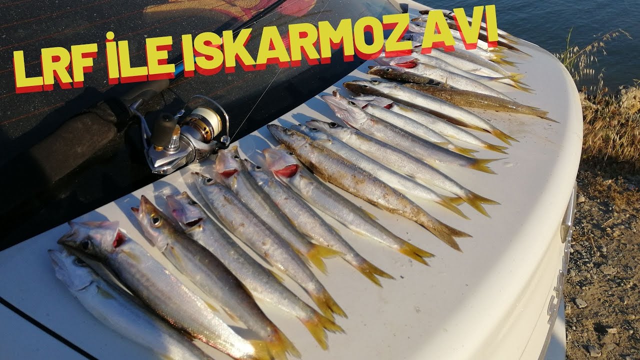LRF İLE ISKARMOZ SARI TURNA AVI