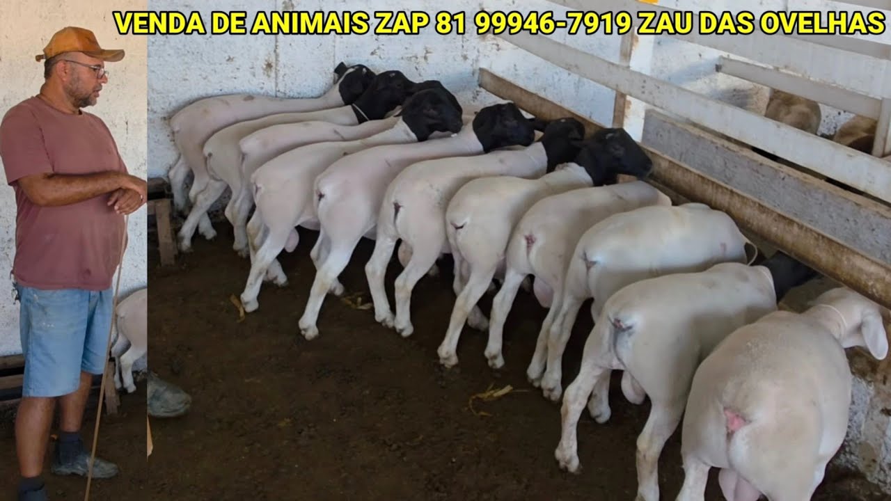 OS MELHORES ANIMAIS A VENDA ZAU DAS OVELHAS ZAP 81 99946-7919 