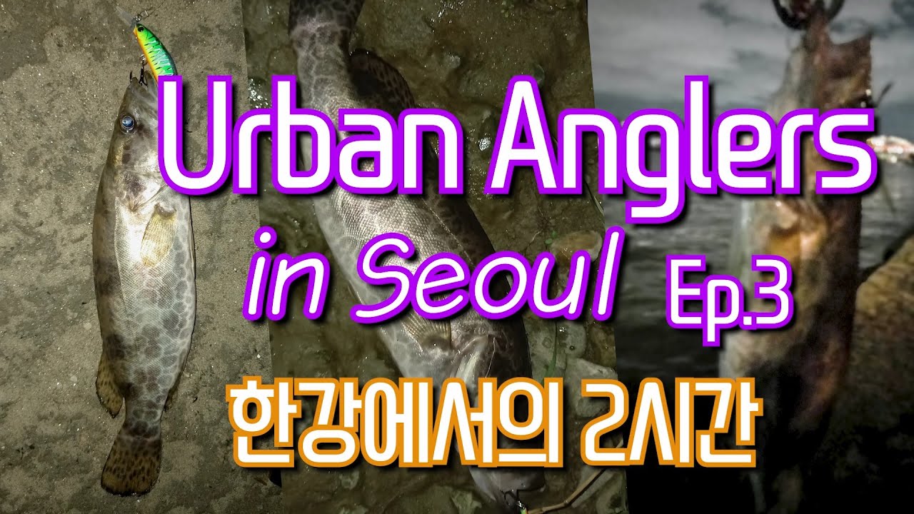 Urban anglers in Seoul 3, 한강에서의 2시간 #한강쏘가리