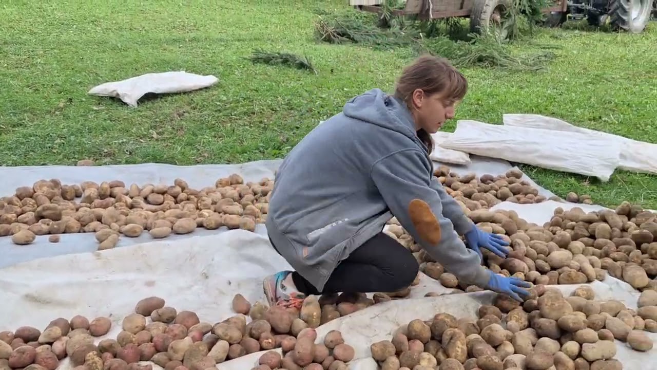 «Storing Potatoes in the Cellar: Grandma’s Tips» 🥔❄️
