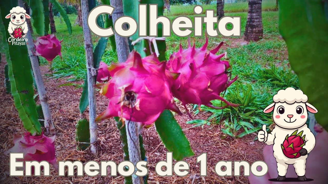 Como colher Pitayas em menos de 1 ano