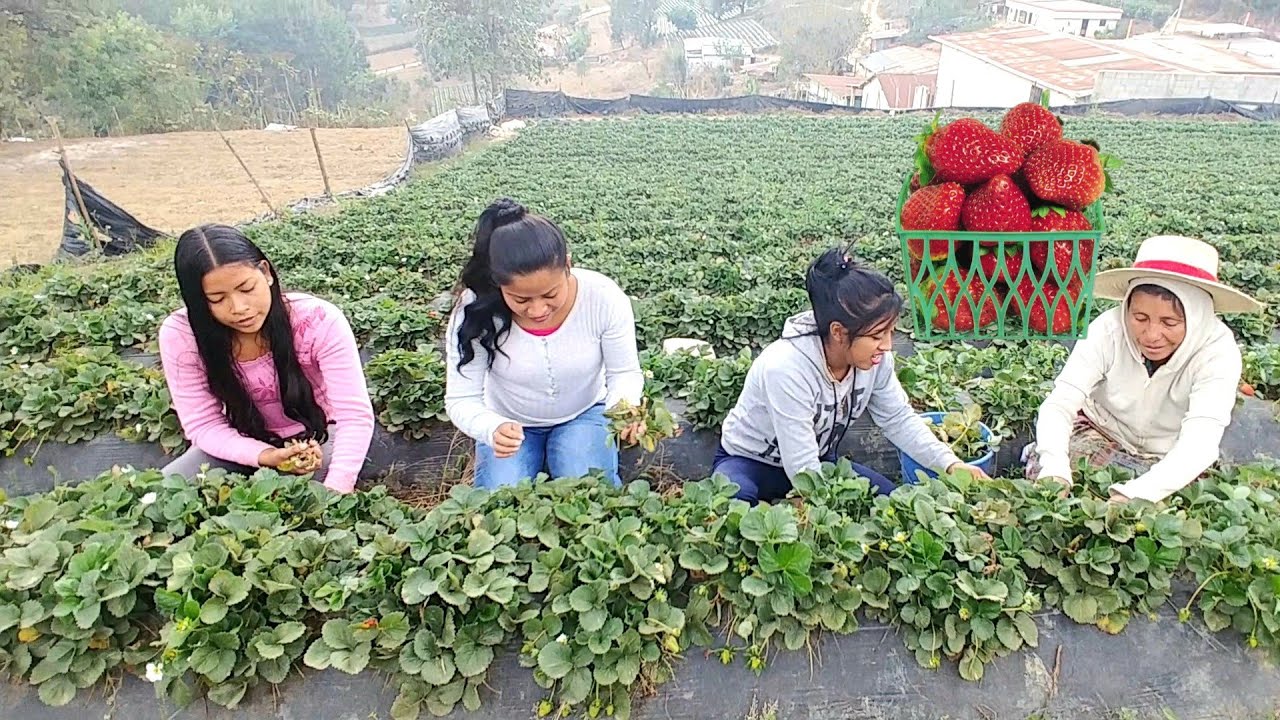 Corte de Fresas En Guatemala Asi Trabajan