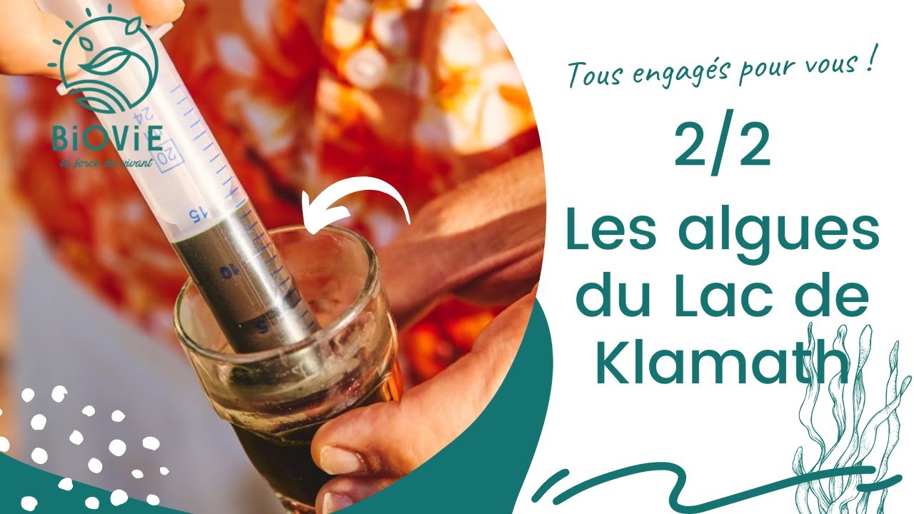 Algue du lac Klamath Aphanizomenon flos aquae   interview du recoltant T  Campbell   www biovie fr