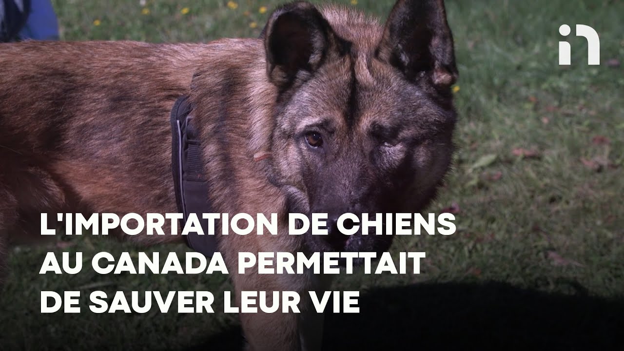 L’importation de chiens au Canada permettait de sauver leur vie