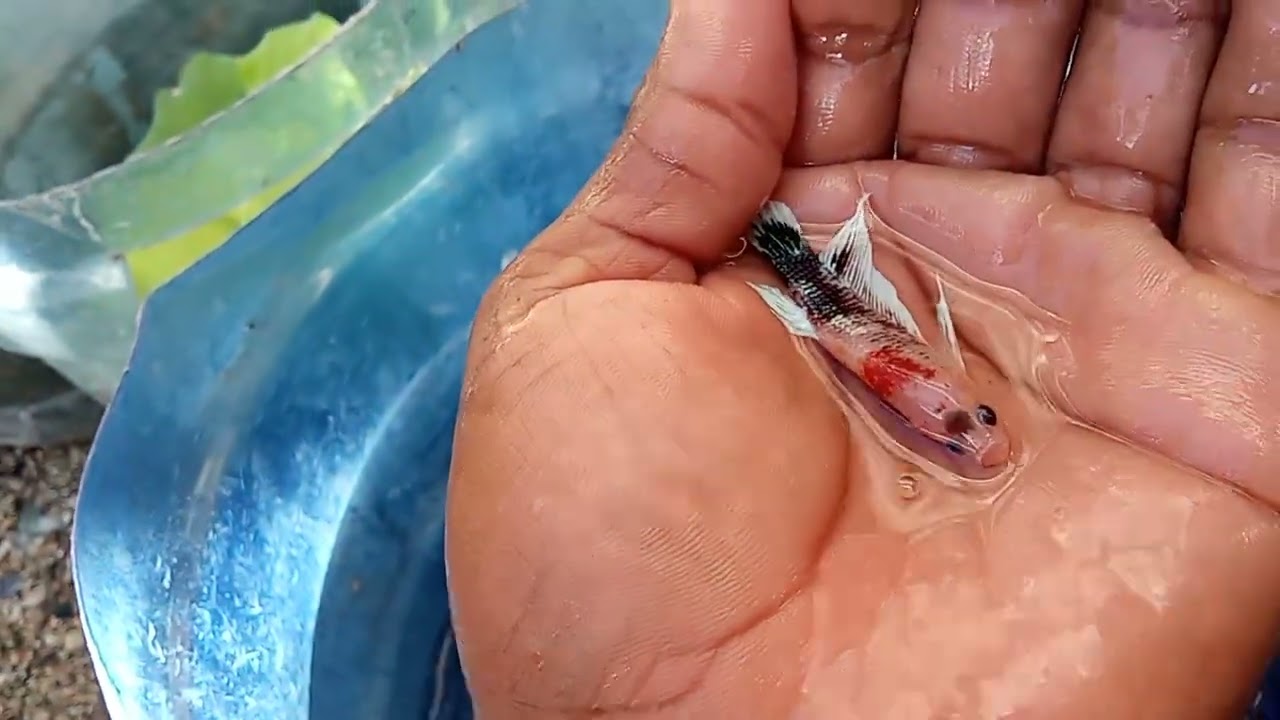 Cómo saber cuando un Betta está pará hacer reproducción 
