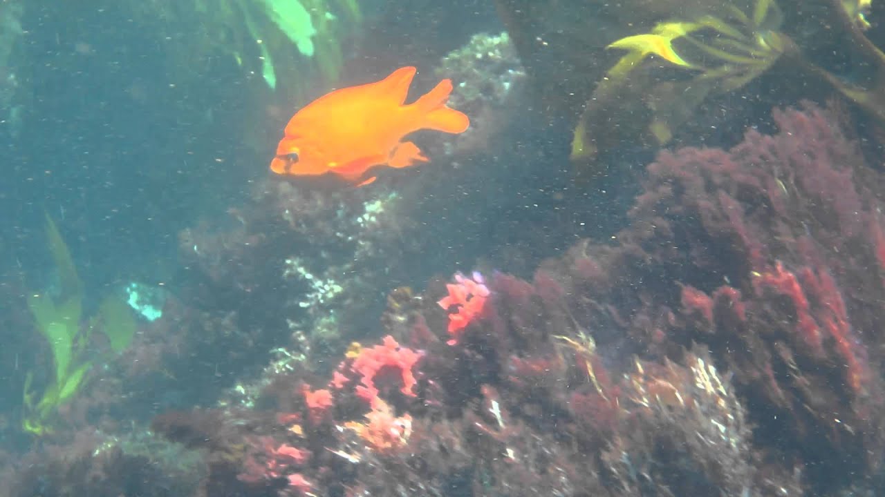 Bright Orange Garibaldi Fish Swimming In Kelp - Catalina Island Snorkeling - Casino Point, CA