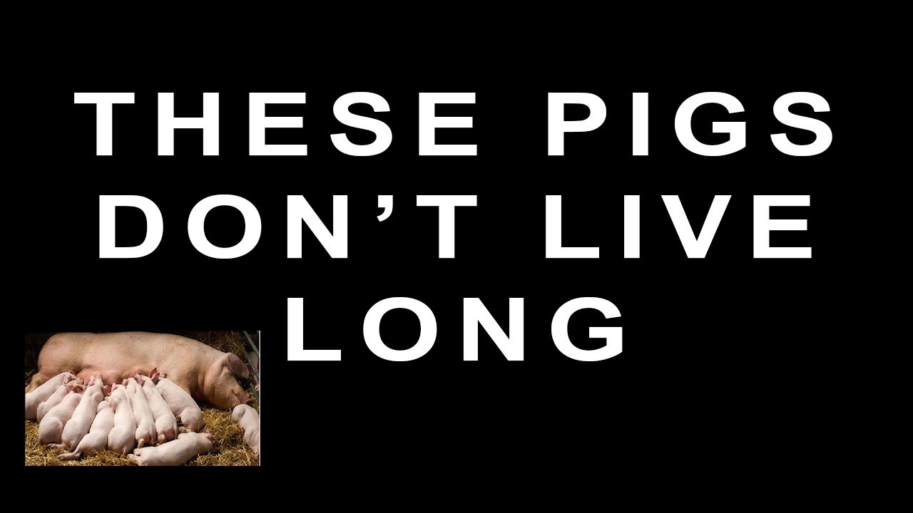 bad breed of pigs to start a pig farm