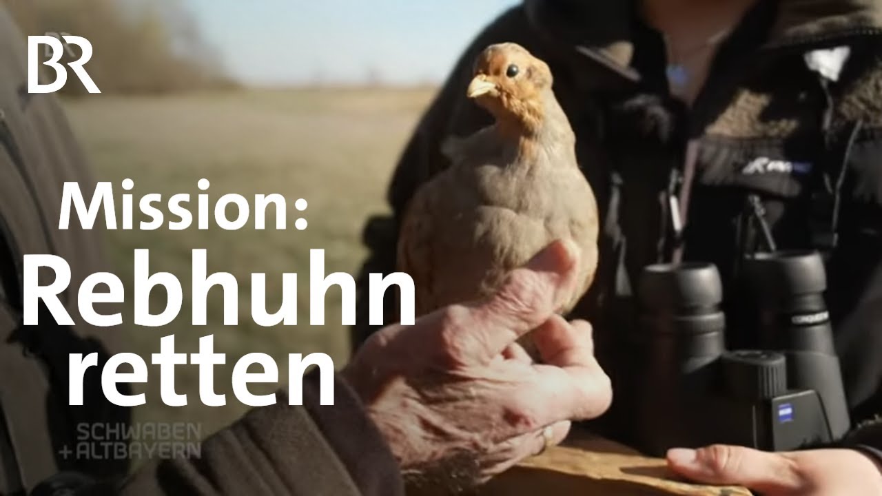 Verschwinden die Rebhühner? Artenschutz auf Acker und Feldern | Schwaben + Altbayern | BR