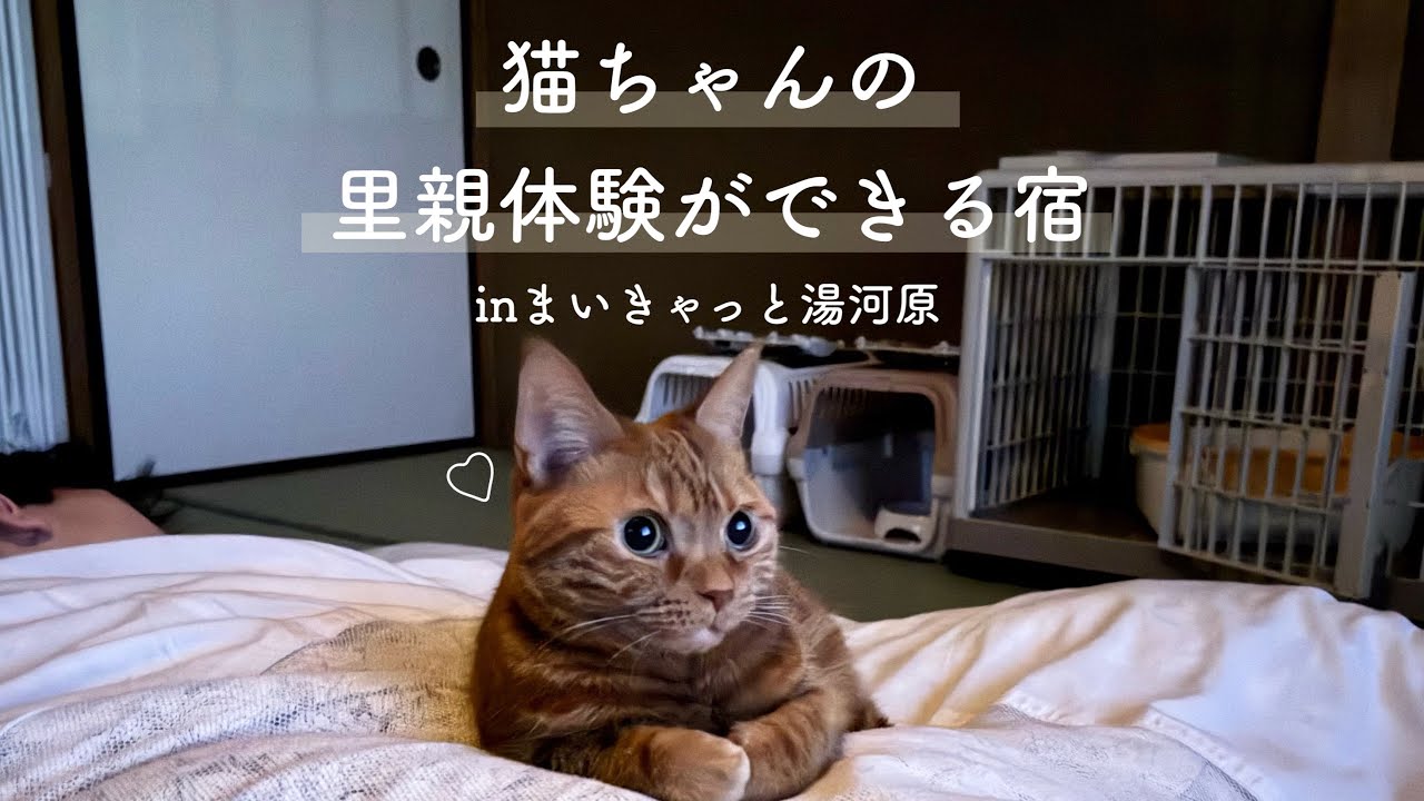 【vlog】 まいきゃっと湯河原で猫ちゃんの里親体験してきた🐈‍⬛🐈🐾