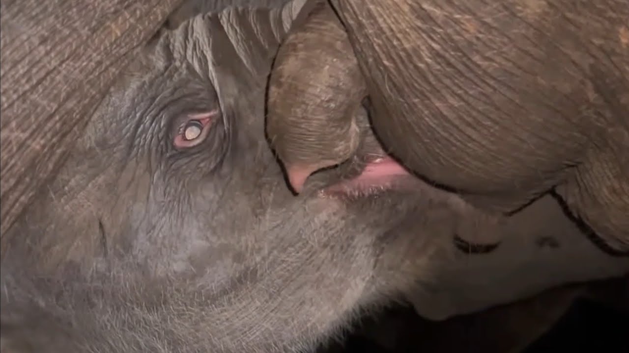Heartwarming Close-Up: The Cutest Newborn Baby Elephant Nursing Moment You'll See Today
