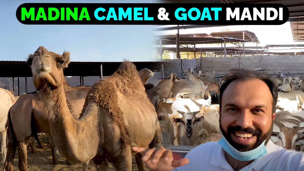 MADINA Life QURBANI, Camel 🐫 & Bakra 🐐 Mandi Price 🔥Detailed Vlog Live Stock Market Saudi Arabia