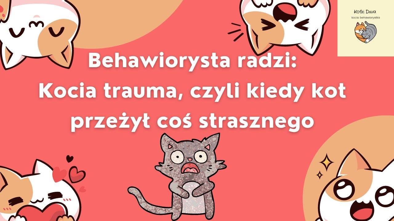 Kocia trauma, czyli co zrobić, gdy kot przeżył coś strasznego i nie może dojść do siebie