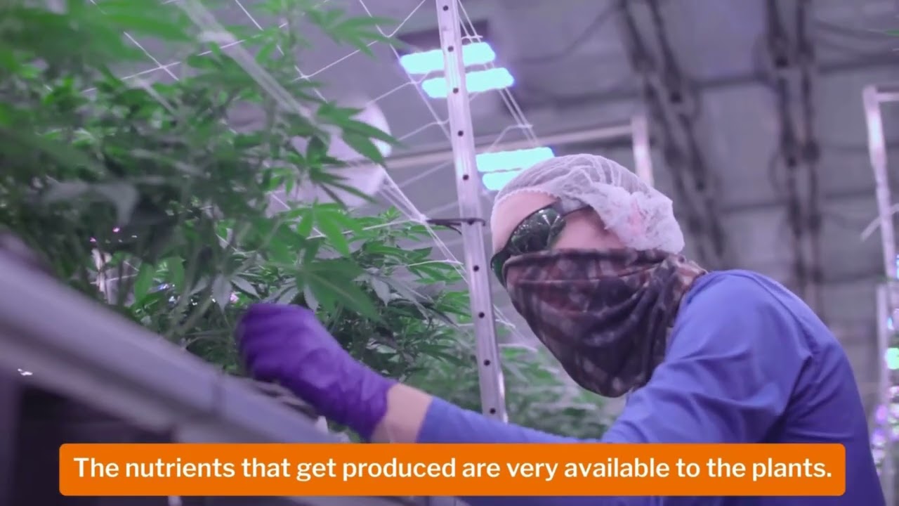 The Story of Aqualitas I Koi-Fish Powered Cannabis