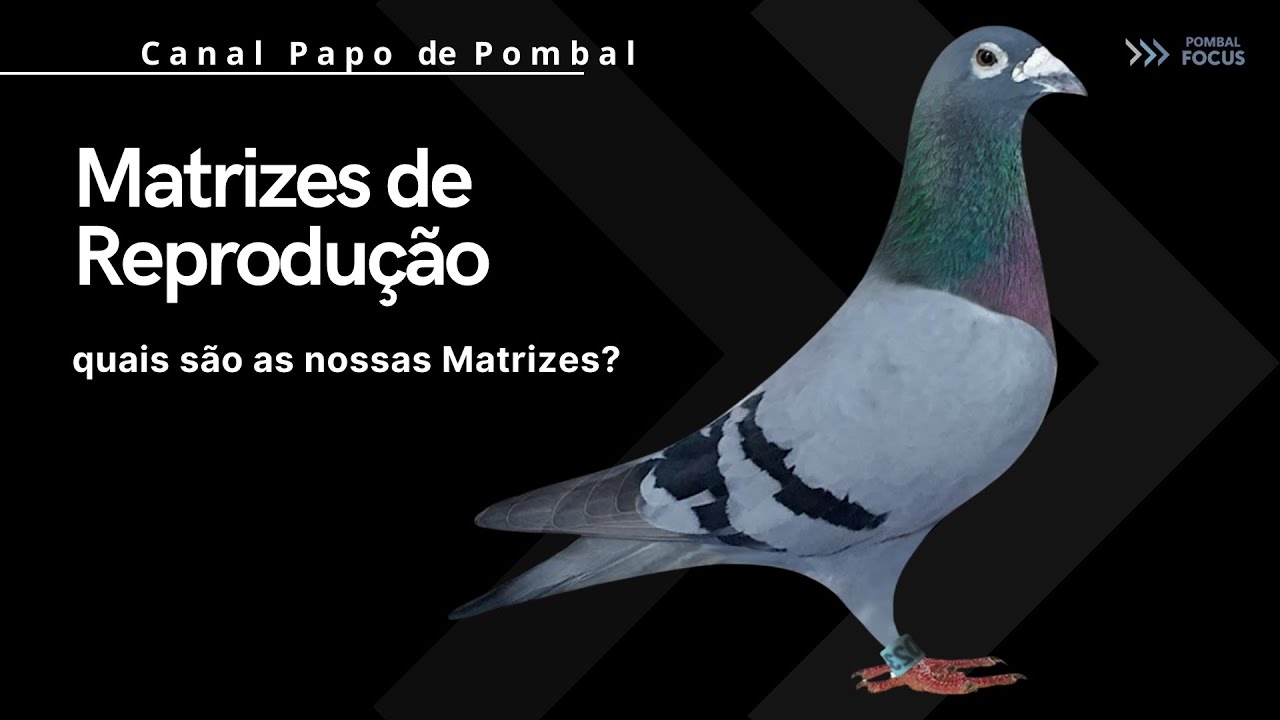 Pombal Focus - Casais de Reprodução 2024