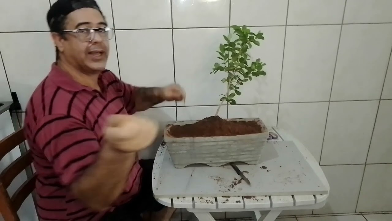 Jaboticaba em miniatura 