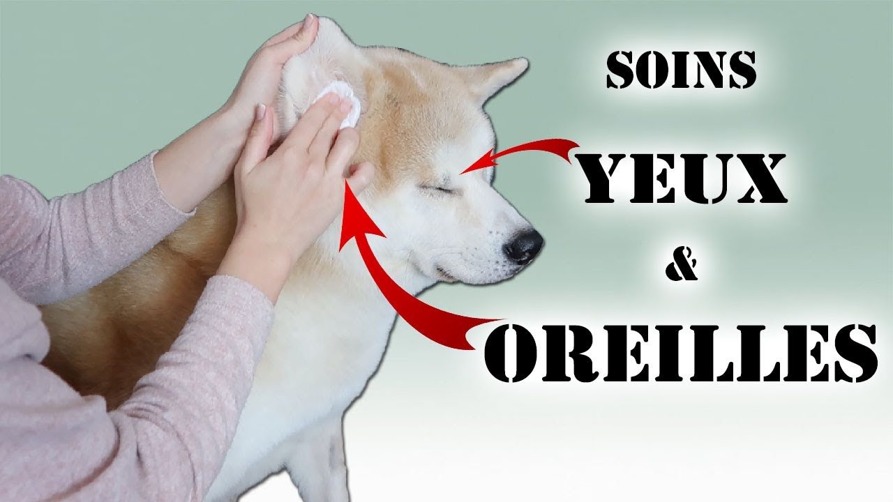 PRENDRE SOIN DES YEUX ET OREILLES DE VOTRE CHIEN