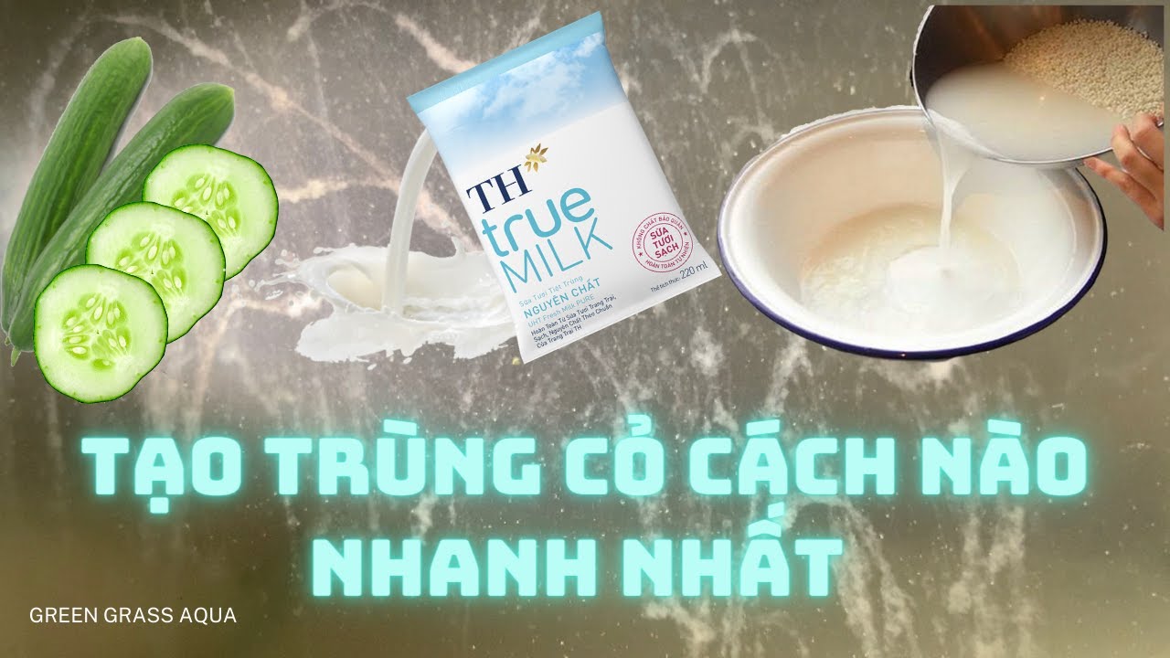 Cách tạo trùng cỏ đơn giản từ sữa, nước vo gạo và dưa leo không cần con giống