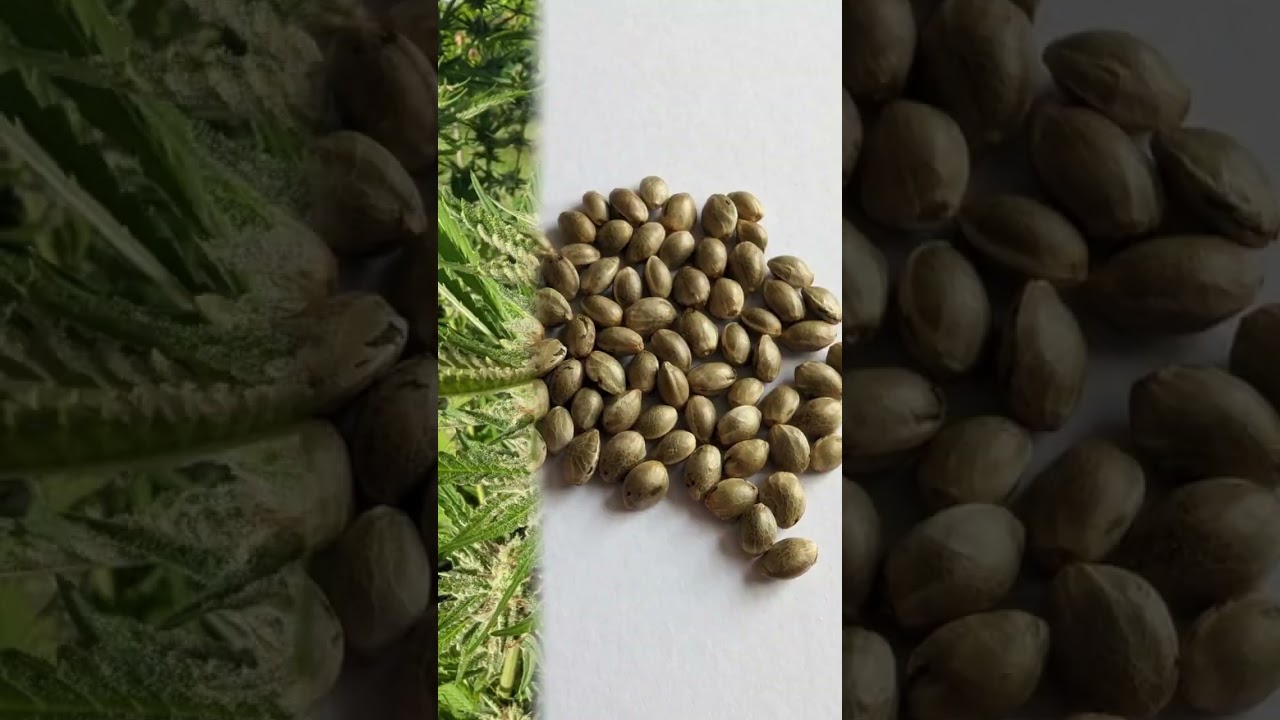 Grape Soda CNX | Pheno Hunt Thailand Rain Season 2025