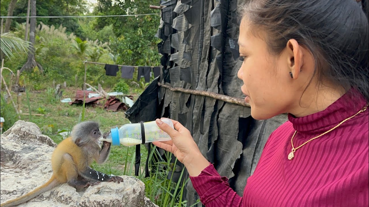 Little Monkey Loves Milk Bottle! Cute Moment