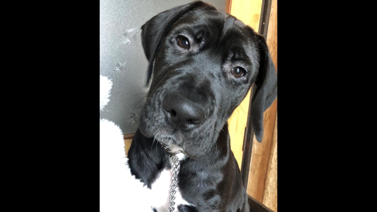 【初めてのお散歩♬＆病院行く💊】の巻