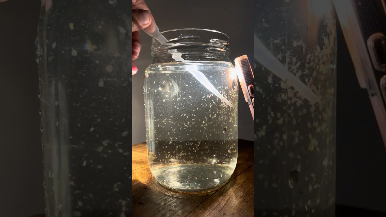 Zał&oacute;ż własną hodowlę dafni! #ekosystem #akwarium #zooplankton