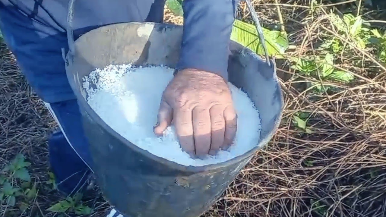 Primeira adubação de cabertura com nitrato de cálcio