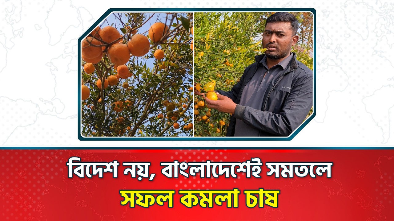 বিদেশ নয়, বাংলাদেশেই সমতলে সফল কমলা চাষ