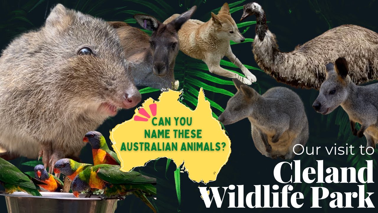 Cutest Australian Animals @ Cleland Wildlife Park | South Australia | Things To Do in Adelaide