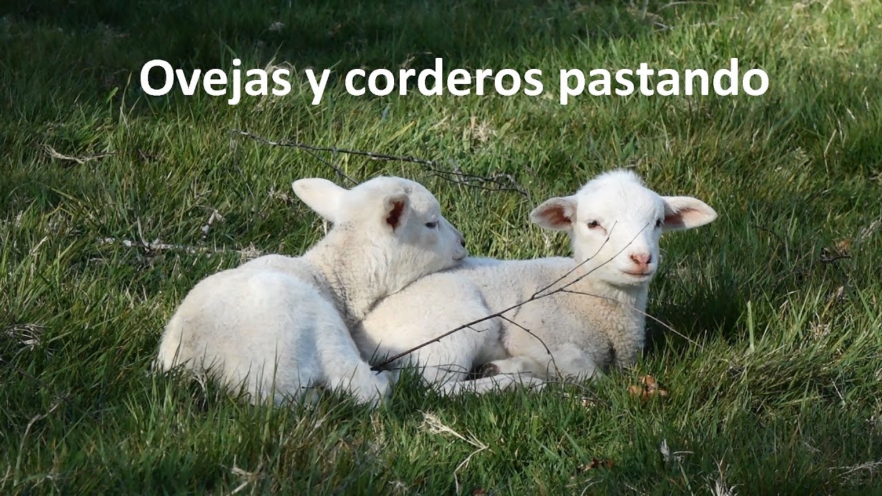 Ovejas y corderos pastando