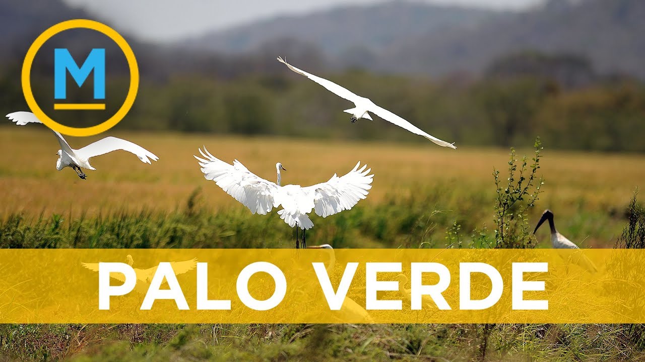 Exploring the breathtaking Palo Verde National Park in Costa Rica | Your Morning