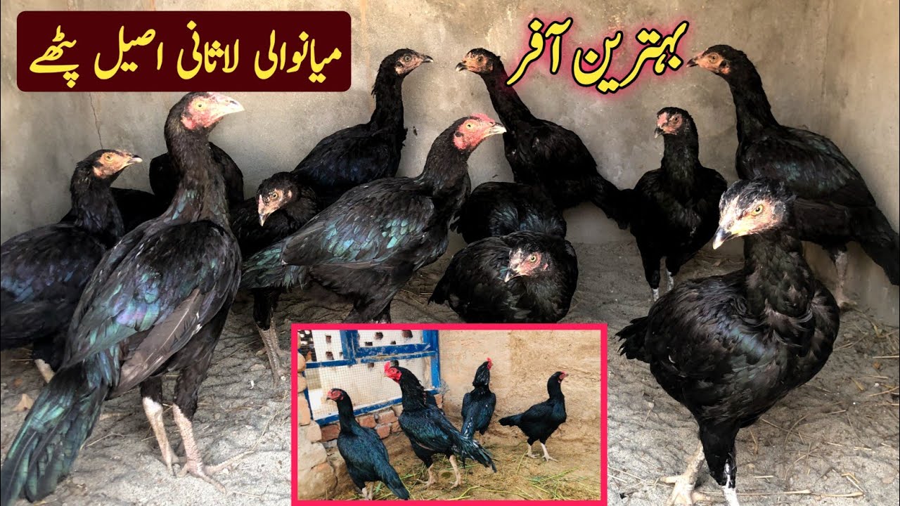 Mianwali Aseel Murga Farm Vlog | Aseel Murga 