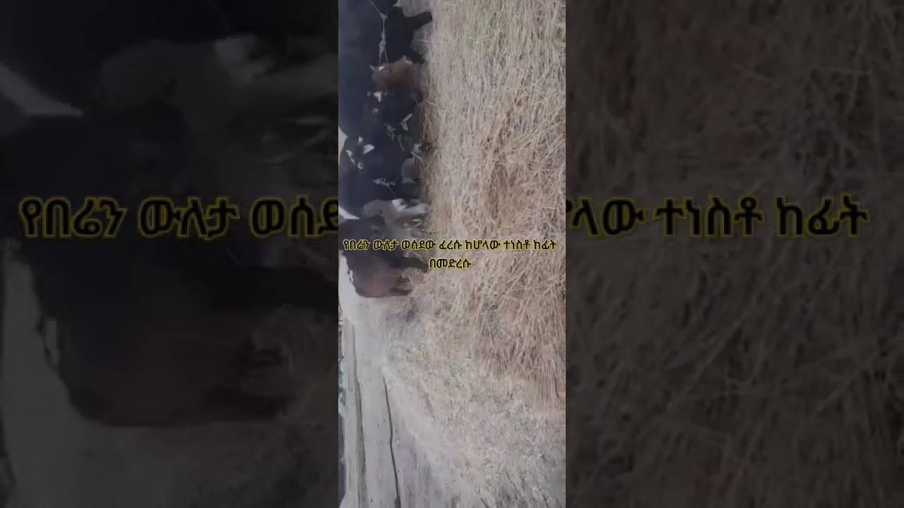 #አርሶ አደር ገበሬ#shortvideos #share #like #subscrib#shorts #duet #myart #art @AddisRadar-nr8cw
