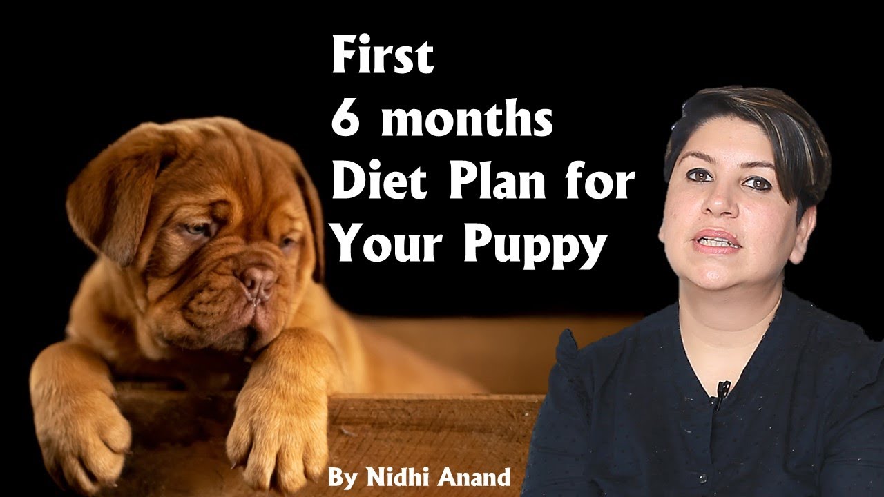 Diet for Puppy  |  best dog channel  |  Dog care tips  |  by Nidhi Anand