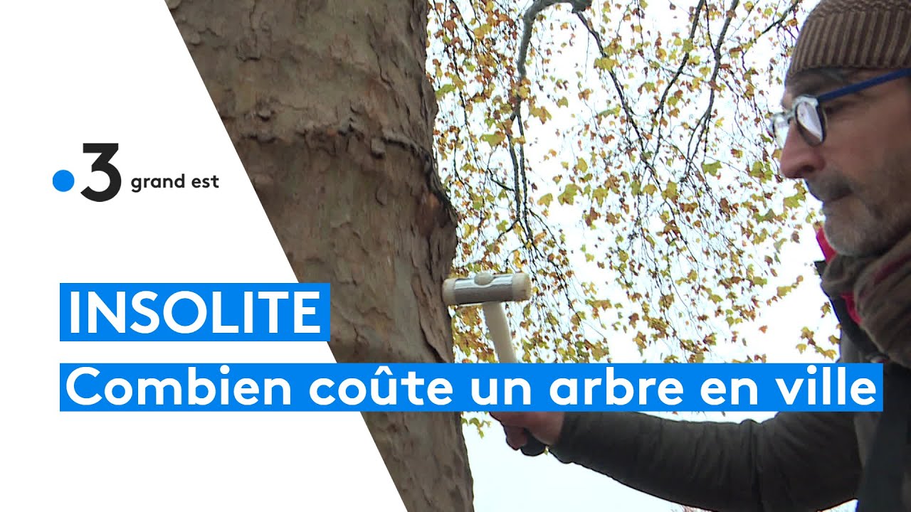 Les arbres de ville ont un prix