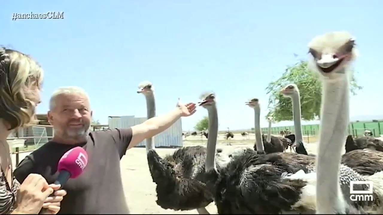 Visitamos una granja de avestruces en Pulgar | Ancha es Castilla-La Mancha