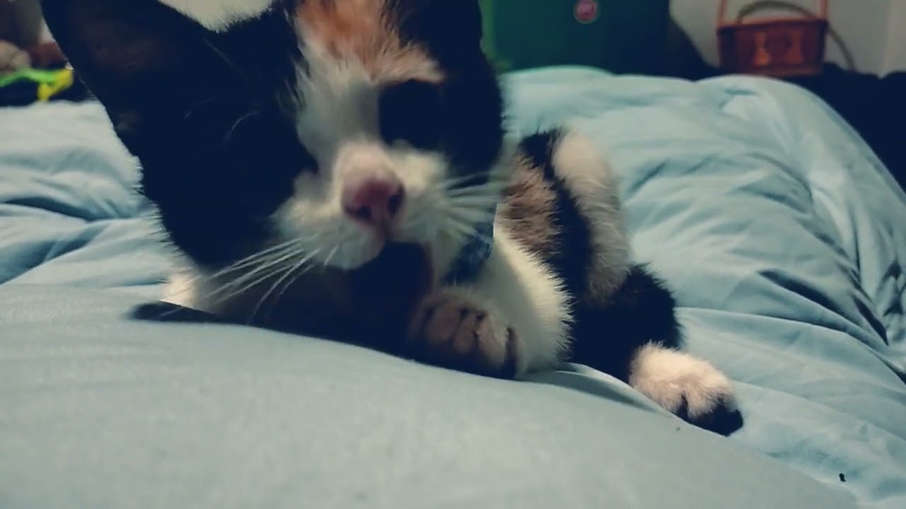 Adopted a kitten 🐈 In Thailand 