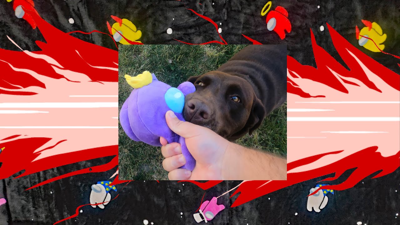Doggo unboxes a very sus package | Among Us Ejected Edition (Switch)