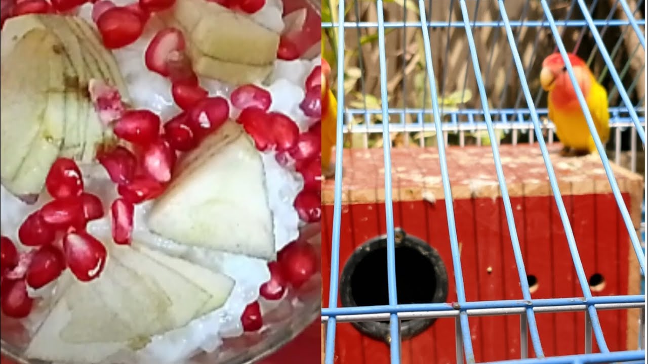 আলহামদুলিল্লাহ ১১তম রোযায় কি ইফতার করলাম। কার বাসা থেকে ইফতার দিয়ে গেল।