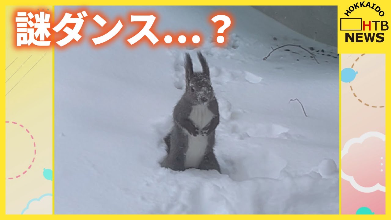 【視聴者投稿】謎ダンス？　真っ白な雪に覆われた庭にエゾリス　ネコも興味深々