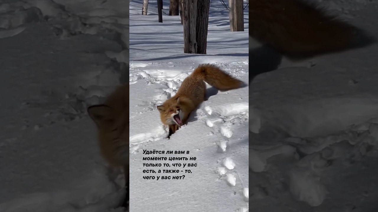 #red #fox #snow #winter #motivation #enjoy #joy #like #love #smile #life #live #nature #my #forest