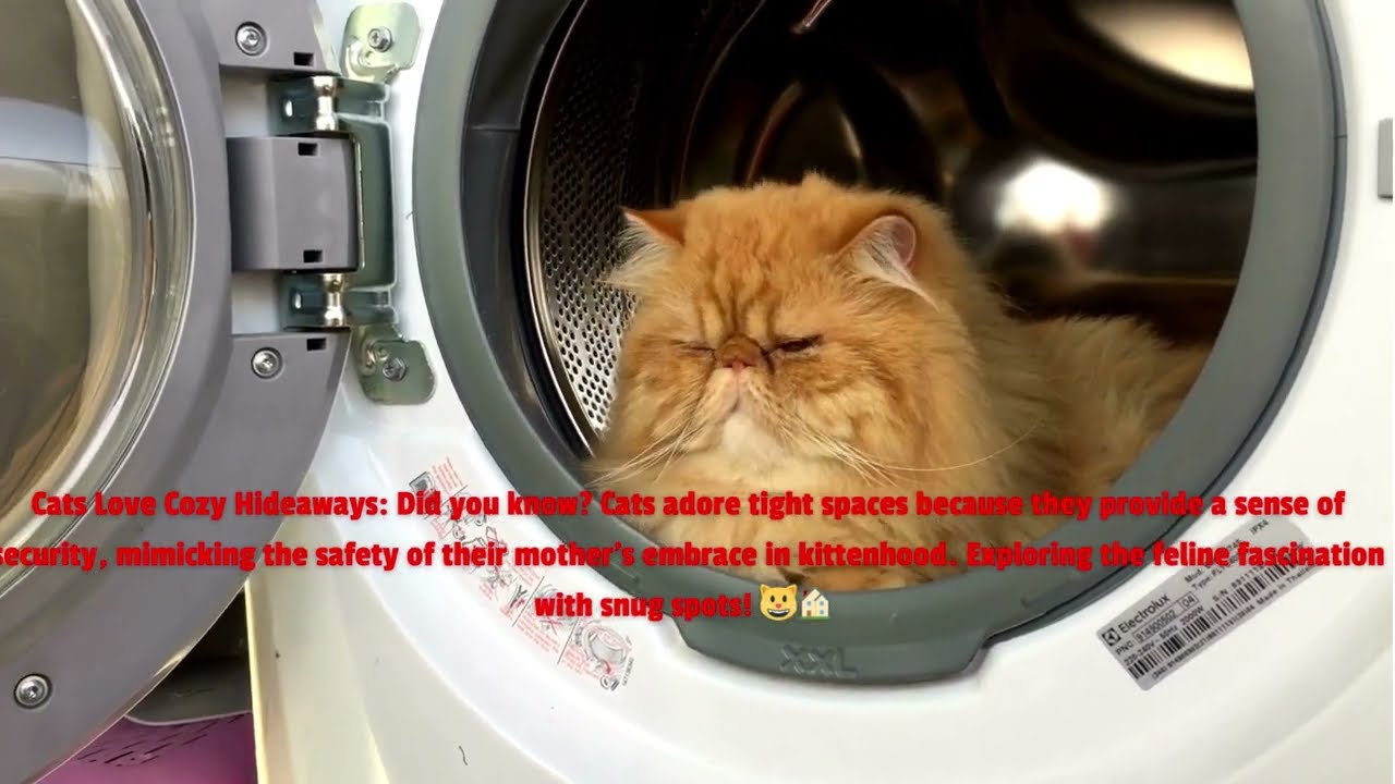 DID YOU KNOW? Cats' Love for Cozy Hideaways Explained! 😺🏠 #felinefacts #catshorts #shorts #cat