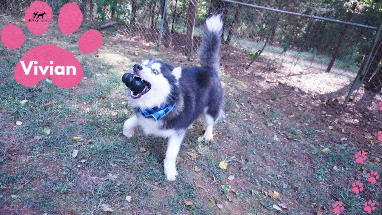 3 Year Old Husky Loves Kong Toys! | Husky Palace