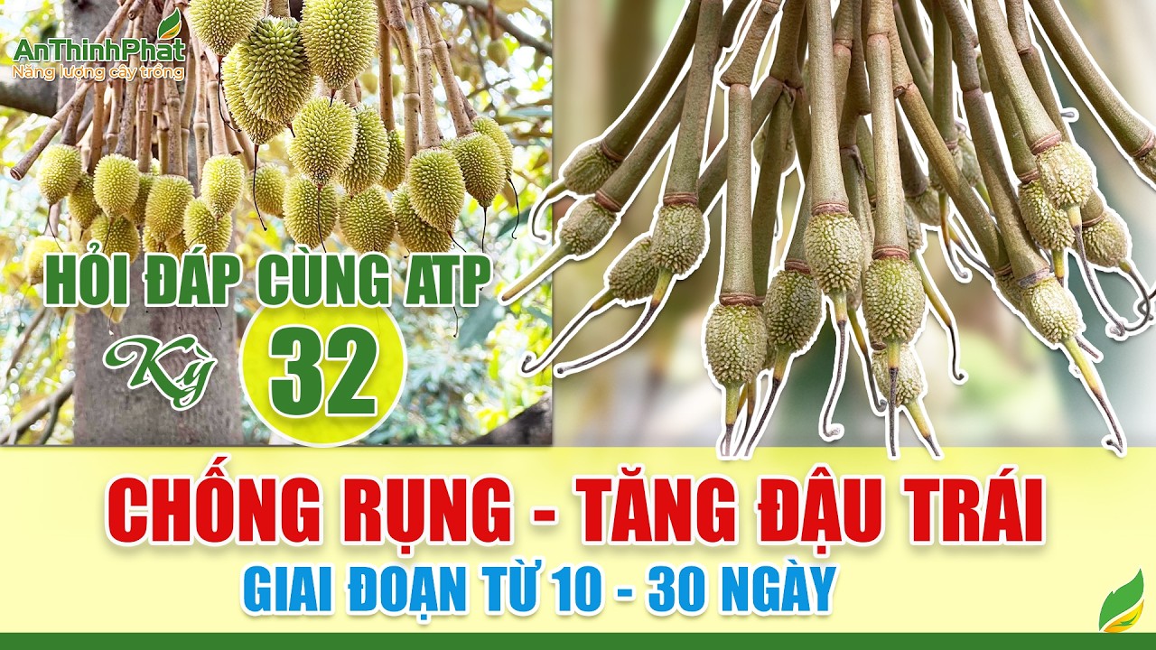 Chống Rụng - Tăng Đậu Trái - Giai Đoạn Từ 10 - 30 Ngày | An Thịnh Phát