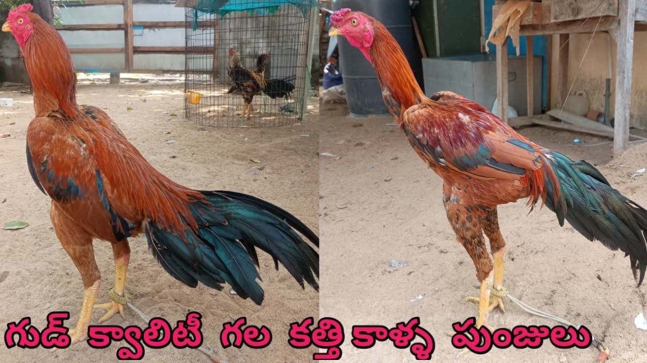 మంచి క్వాలిటీ కలిగిన కత్తికాళ్ళ పుంజు||8074334157||Dega Punjulu||Reasonable Price||#sravanifarms.!