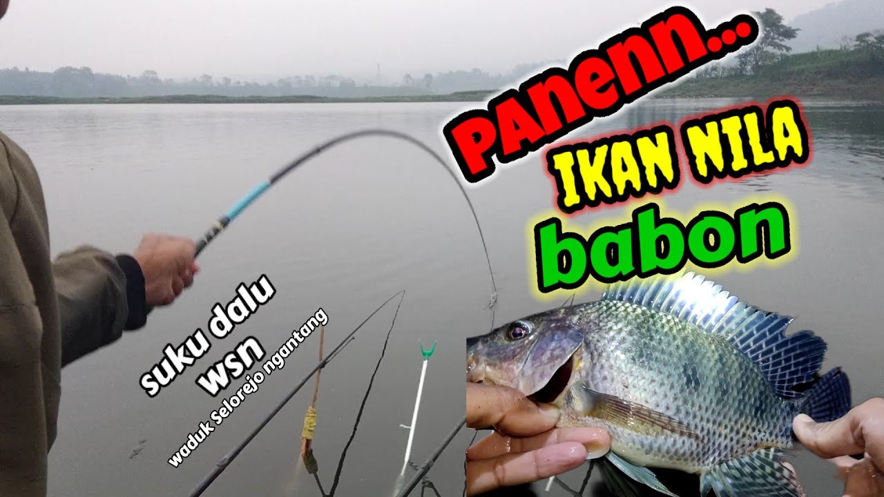 KUWALAHAN ‼️ PANEN IKAN NILA DI ATAS 3 JARI || DI WADUK SELOREJO NGANTANG