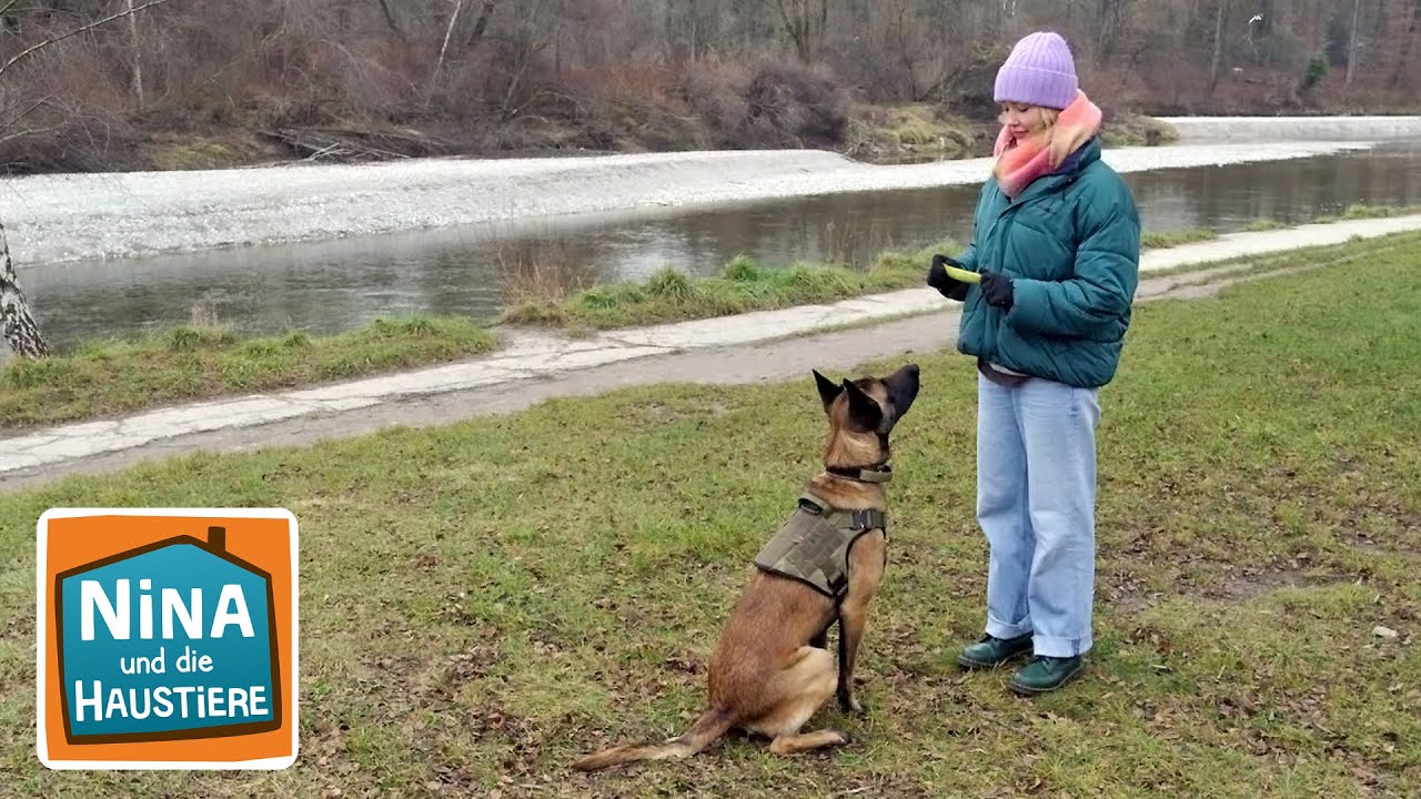 Welcher Hund passt zu mir? | Information für Kinder | Nina und die Haustiere