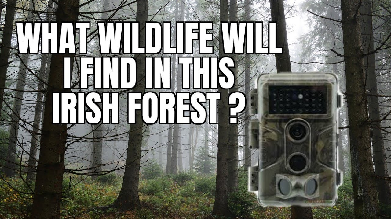 ep11. What wildlife will we see in this Irish forest.
