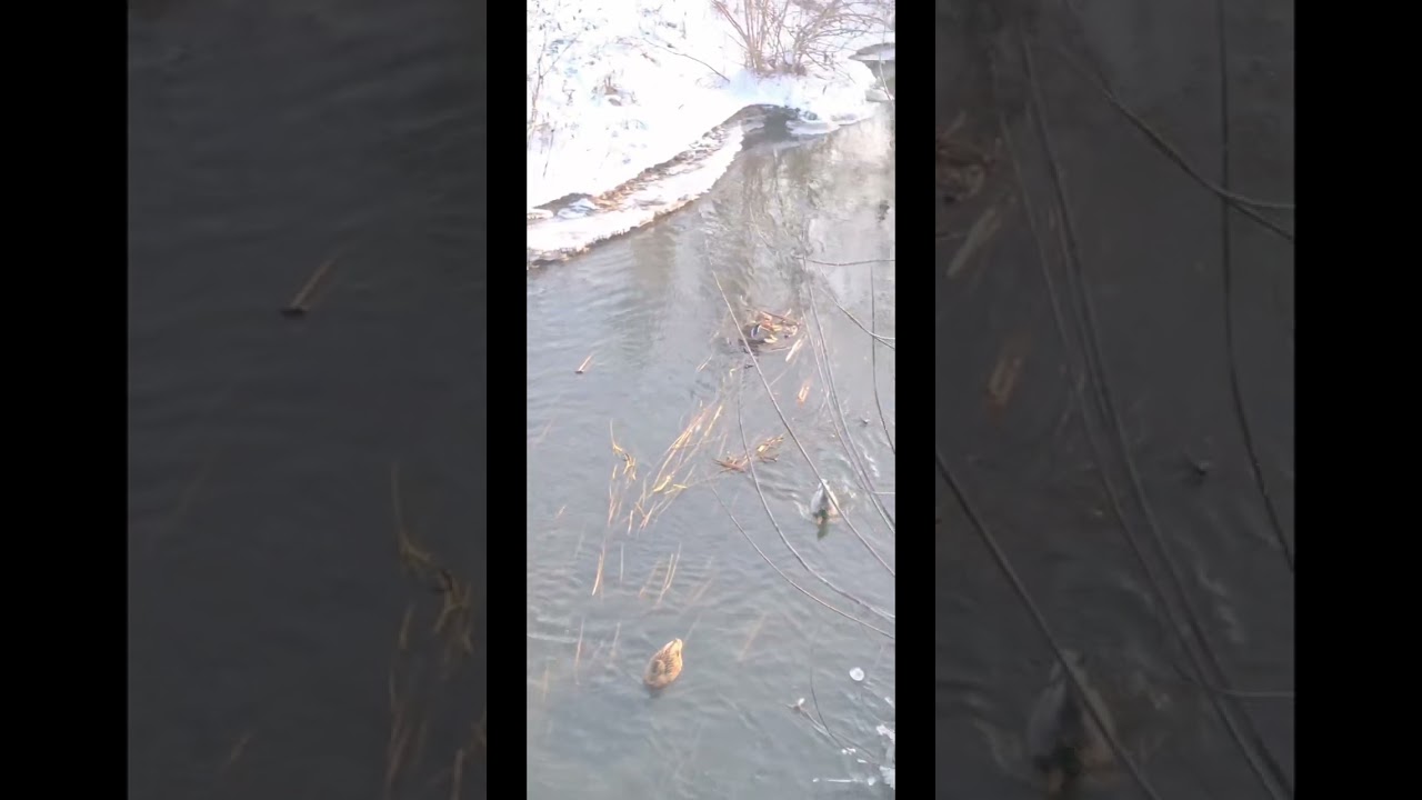 Мерефянские зимние зарисовочки, танец уточек😍😍😍.