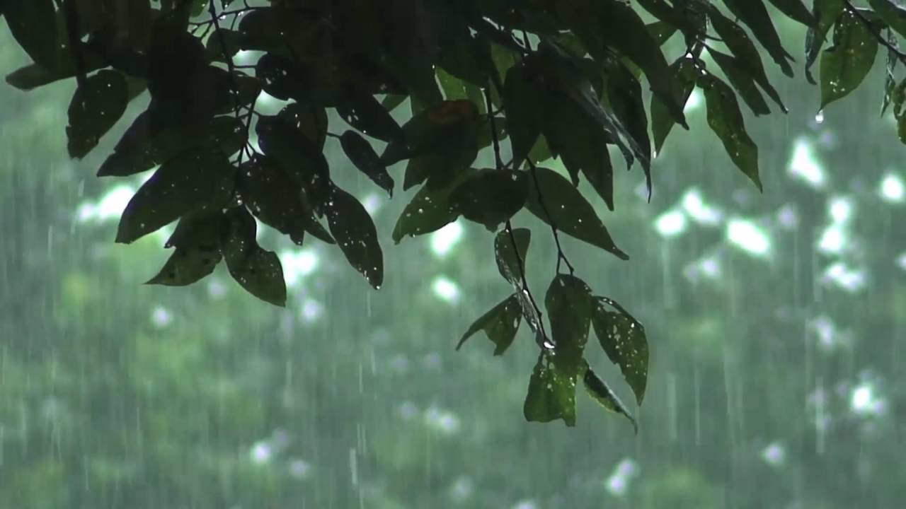 Relaxing Leaf Raindrops